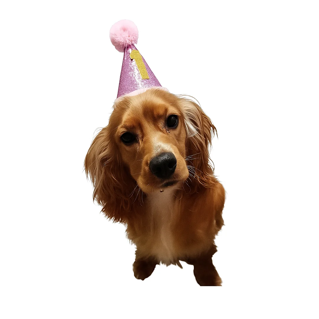 Compra Sombrero Conitoo Mini para Perro Número 1 en Partymax. Bogotá. Imagen #2.